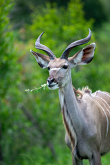 portrait of a kudu
