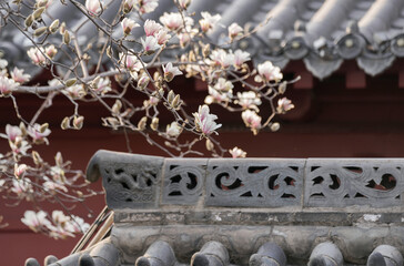 Magnolias and Ancient Chinese Architecture with Carved Eaves