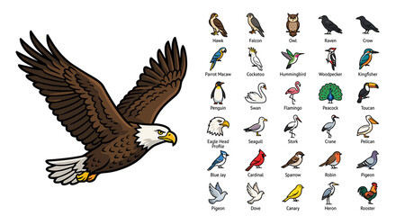 Obraz premium An illustrated American bald eagle flying left with outstretched wings beside a colorful graphic collage of various bird species on a white background.