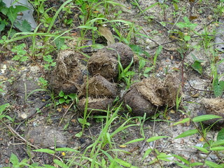 elephant dung growing in the grass
