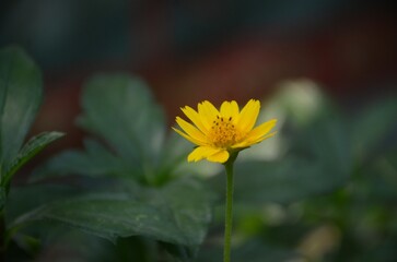 Macro close-up of a single yellow wildflower in bloom, standing tall against a dark green blurred background. Natural botanical detail, soft lighting, and shallow depth of field ideal for nature, gard