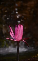 Close-Up of a Vibrant Pink Water Lily Blooming Above a Calm Pond with Soft Sparkling Bokeh and Natural Low-Light Ambience