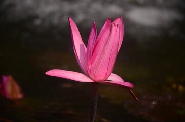 Close-Up of a Vibrant Pink Water Lily Blooming Above a Calm Pond with Soft Sparkling Bokeh and Natural Low-Light Ambience