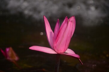 Close-Up of a Vibrant Pink Water Lily Blooming Above a Calm Pond with Soft Sparkling Bokeh and Natural Low-Light Ambience