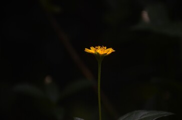 Macro close-up of a single yellow wildflower in bloom, standing tall against a dark green blurred background. Natural botanical detail, soft lighting, and shallow depth of field ideal for nature, gard