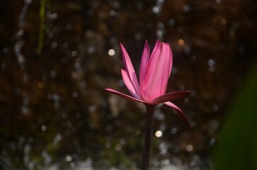 Close-Up of a Vibrant Pink Water Lily Blooming Above a Calm Pond with Soft Sparkling Bokeh and Natural Low-Light Ambience