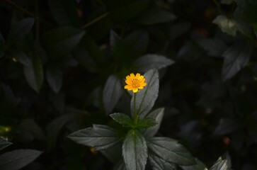 Macro close-up of a single yellow wildflower in bloom, standing tall against a dark green blurred background. Natural botanical detail, soft lighting, and shallow depth of field ideal for nature, gard