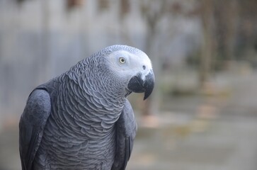 Close-up detailed portrait of an African Grey Parrot, showing its textured grey feathers, curved black beak, and bright yellow eye. High-resolution wildlife image suitable for nature, pet, and bird-re