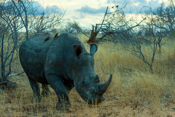rhino in the savannah © paolo