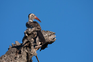 hornbill on a tree © paolo