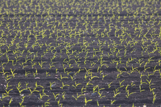 plantules en pleine pousse dans un champ cultiv&eacute; aux printemps, c&eacute;r&eacute;ales dans un champ en train de germer, agriculture