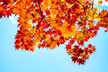 Colorful maple leaves during autumn season 