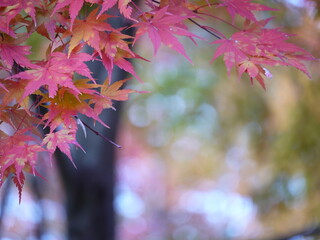 曇りの日、紅葉したモミジの葉