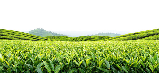 Fototapeta premium Tea plantation landscape with rows of lush green tea bushes, isolated on transparent cutout background
