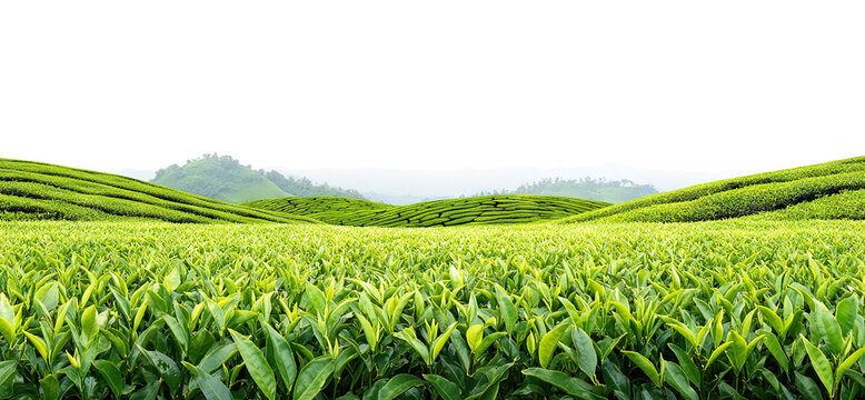 Tea plantation landscape with rows of lush green tea bushes, isolated on transparent cutout background