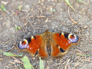 Peacock butterfly on the ground among the grass
