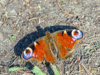 Peacock butterfly on the ground among the grass