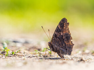 Peacock butterfly on the ground among the grass