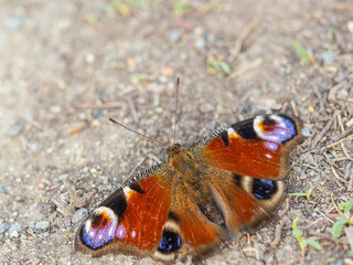 Peacock butterfly on the ground among the grass
