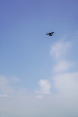 Butterfly Flying in Clear Blue Sky