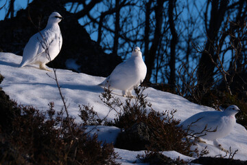 Rock Grouse at Iceland