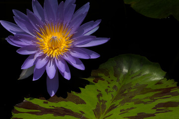 紫色の睡蓮の花　Purple water lily flower