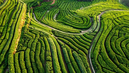 Lush green tea plantations curve across a terraced hillside, creating a mesmerizing pattern in natural light