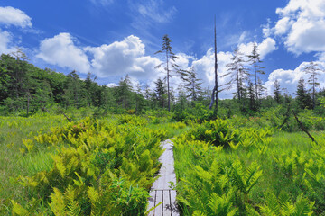 湿原の中の木道　Boardwalk in the marsh