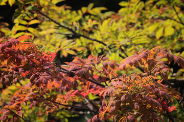 赤くなり始めた高山にある葉　Alpine leaves beginning to turn red