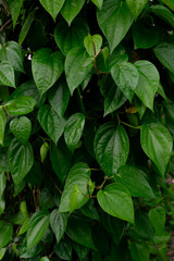 Lush betel leaves (Piper betle) with smooth, glossy, heart-shaped foliage growing densely on a climbing vine in varying shades of green