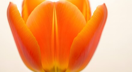 orange tulip isolated on white