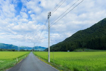 稲穂揺れる夏の田舎道　Summer country road with swaying rice ears