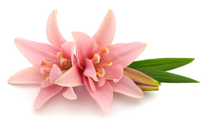 Fototapeta premium Pink lilies flowers isolated on white background