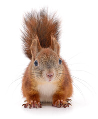 Red squirrel isolated on white background