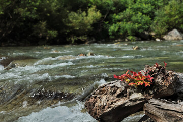 清流に息づく命　Life Breathing in the Clear Stream