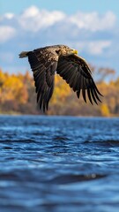Eagle soars over water, wings spread, against a backdrop of autumn trees and blue sky