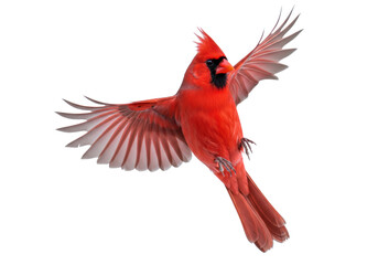 Obraz premium Majestic male Northern Cardinal with brilliant red plumage and black mask, wings outstretched in powerful mid-flight against transparent. Untamed freedom and nature's beauty concept