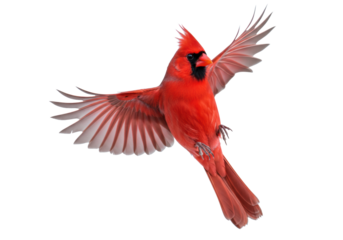 Majestic male Northern Cardinal with brilliant red plumage and black mask, wings outstretched in powerful mid-flight against transparent. Untamed freedom and nature's beauty concept