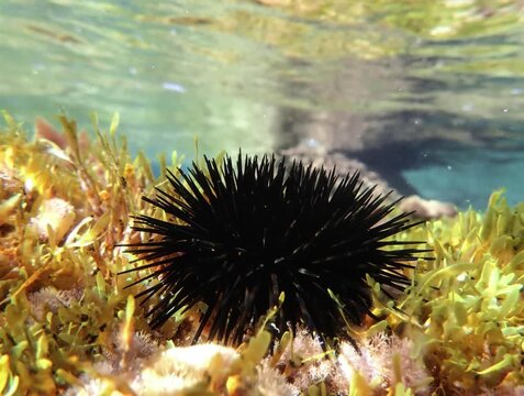 Black sea urchin under water in Mediterranean sea , Black and spiny Sea Urchins on the sea bed, Underwater Seas Urchins on a Rock, Close Up Underwater Urchin, Black undersea urchin (Arbacia lixula).