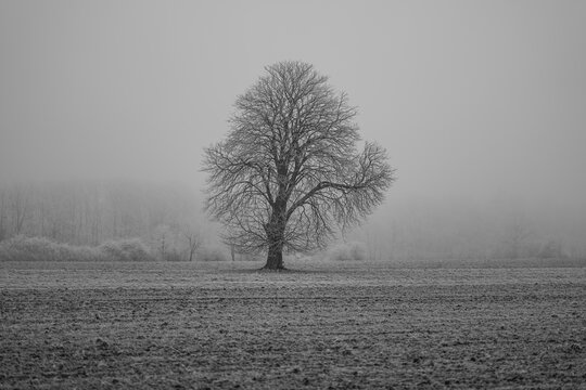 tree on snowy field in winter - Powered by Adobe