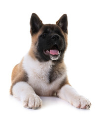 Fototapeta premium amerikan akita in studio