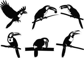 Fototapeta premium Expressive toucan silhouette illustration set featuring flying, perching, feeding, and resting poses, ideal for tropical wildlife vector artwork, nature graphics, and exotic-themed designs