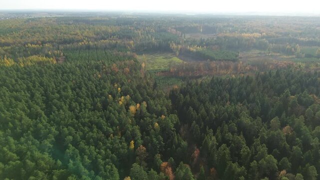 Aerial shot of forestation project in autumn season
