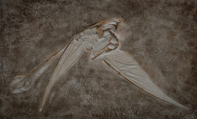 fossil of prehistoric Pterosaur in the stone © wlad074