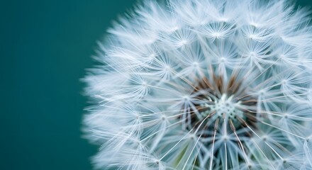 Fototapeta premium dandelion on blue background