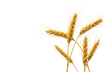 Close-up macro of golden-yellow dried wheat stalks with detailed grains, upright on a transparent background with copy space, soft studio lighting, concept of natural abundance and organic health