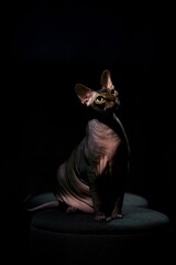 sphynx cat on a dark background