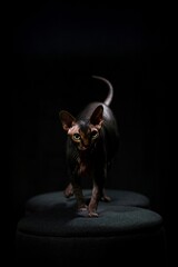 sphynx cat on a dark background