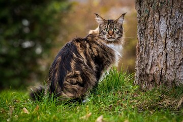 Maine Coon cat outside in the sun
