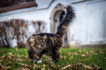 Maine Coon cat outside in the sun